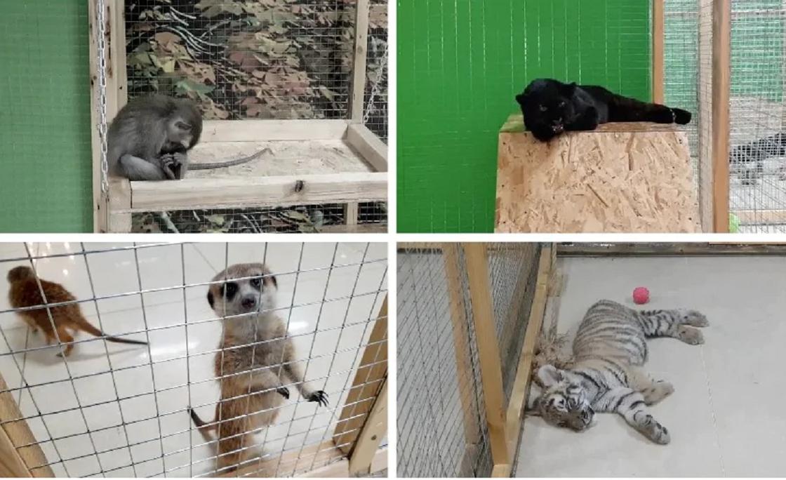 Скандальный контактный зоопарк закрыли в Алматы