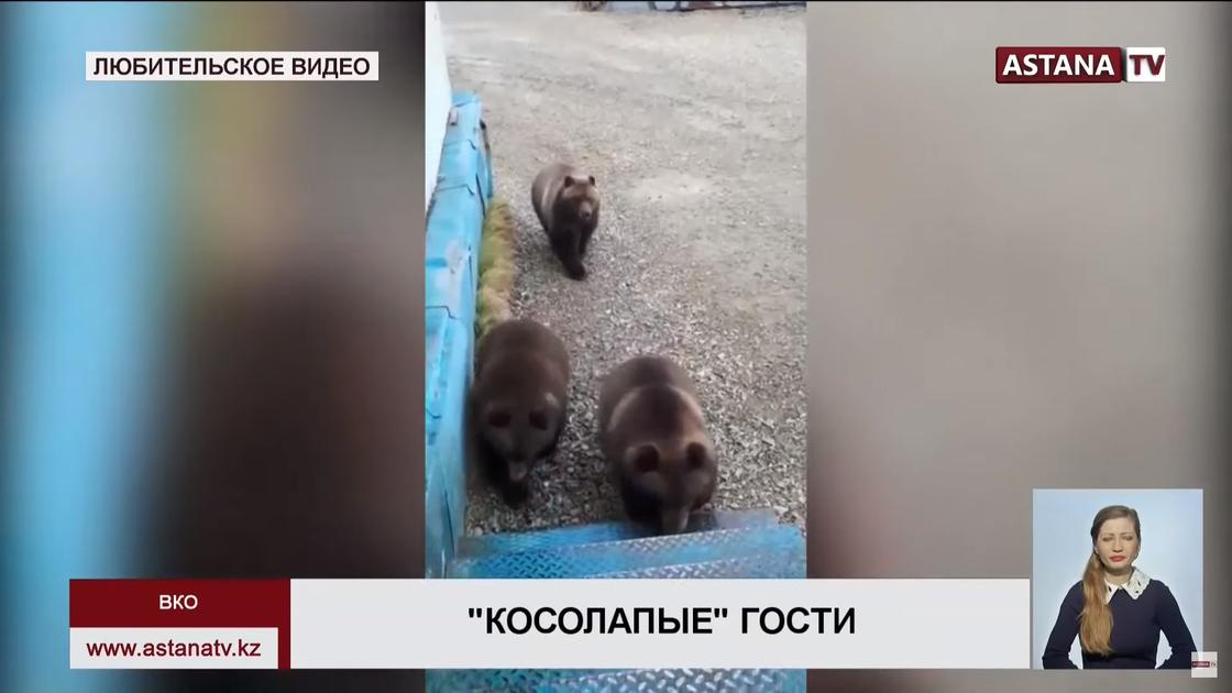 Нашествие медведей напугало жителей ВКО (видео)