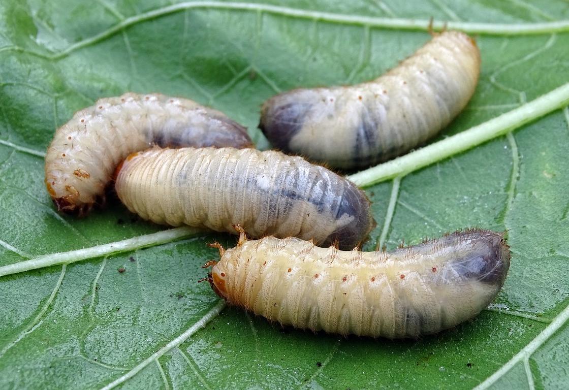 Три личинки на листе
