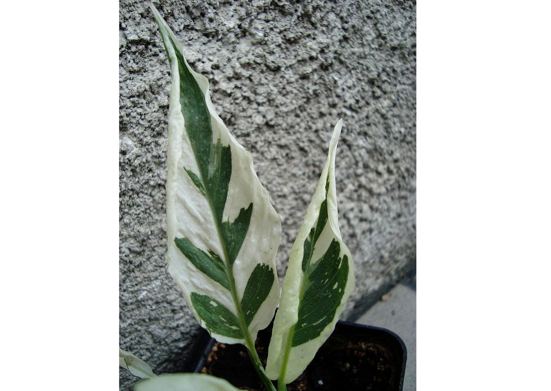 Растение с пятнистыми листьями
