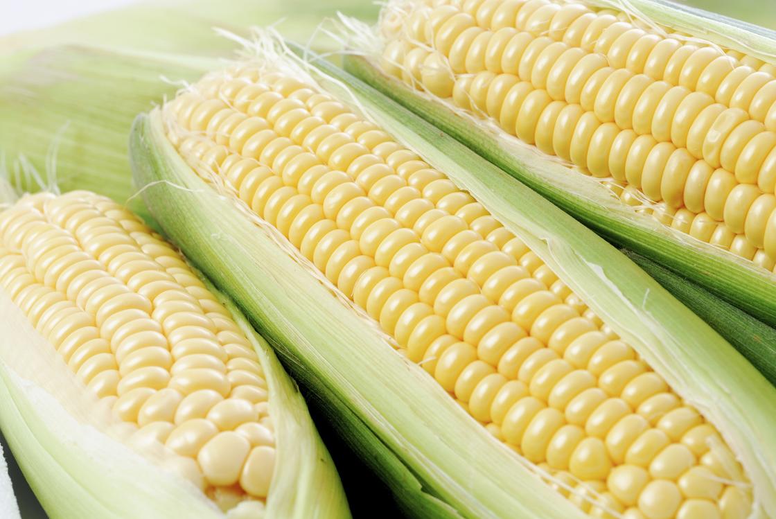 Молодые початки кукурузы
