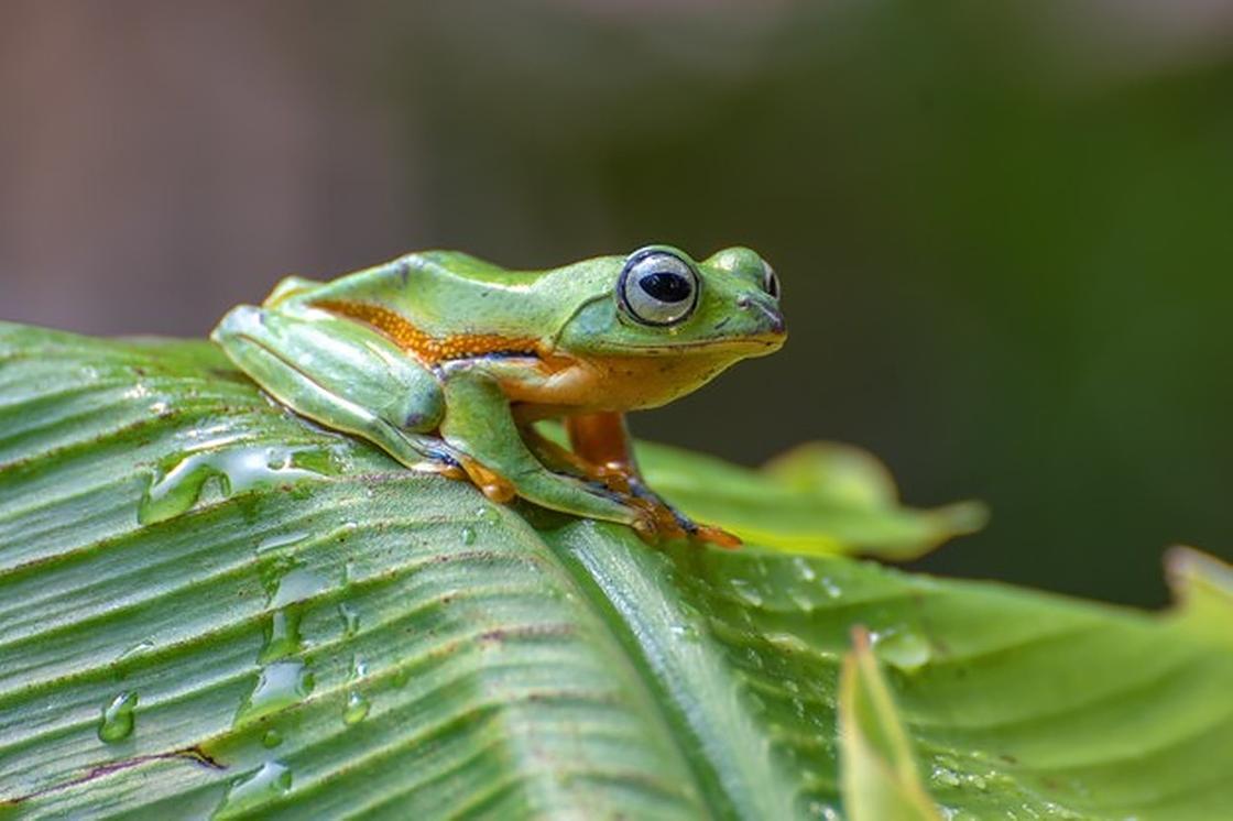 Зеленая древесная лягушка