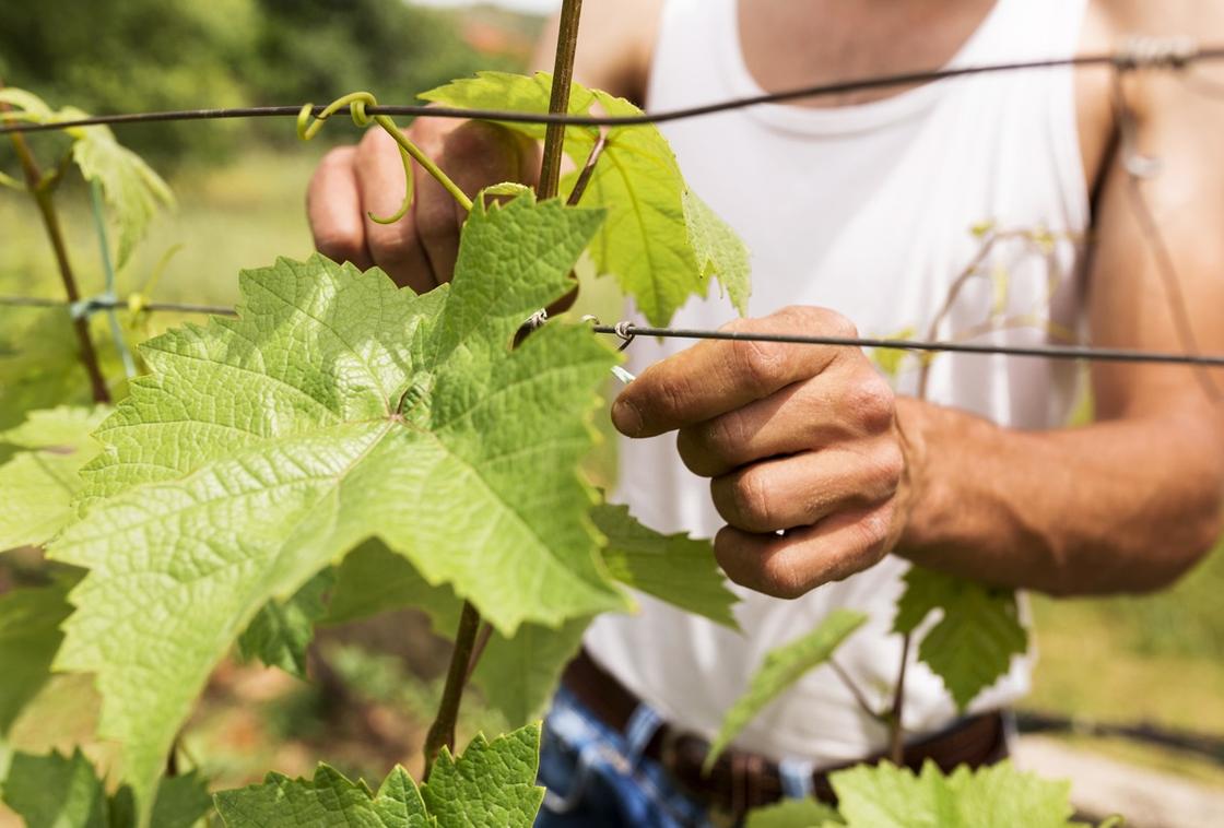 Виноградные побеги с зелеными листьями привязывают к натянутой проволоке