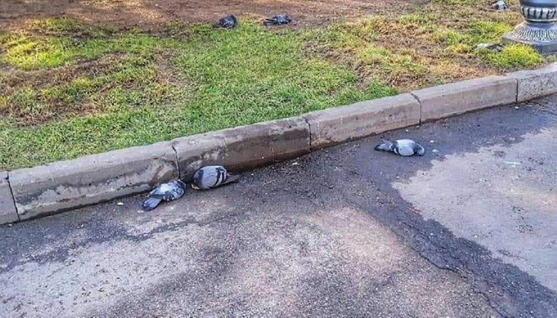 Эксперты назвали причину гибели голубей. Фото: facebook.com/Сакен Дилдахмет