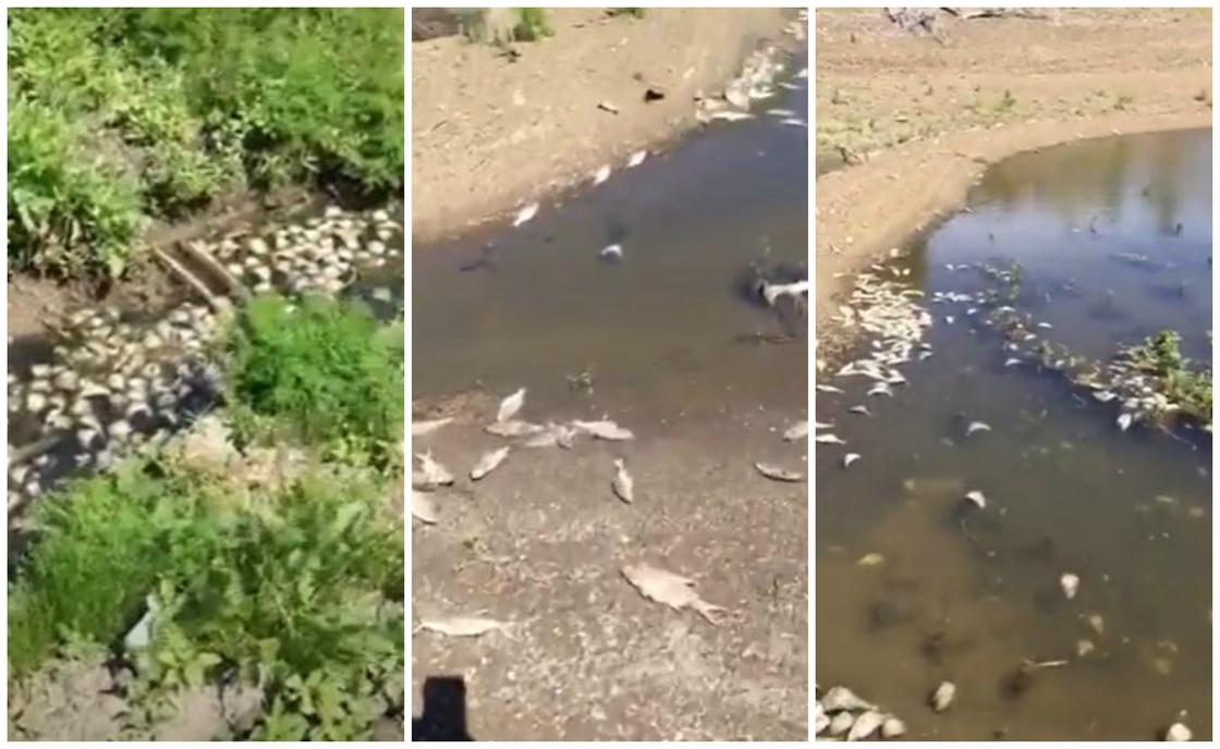 Усыпанное мертвой рыбой водохранилище сняли на видео в Актюбинской области