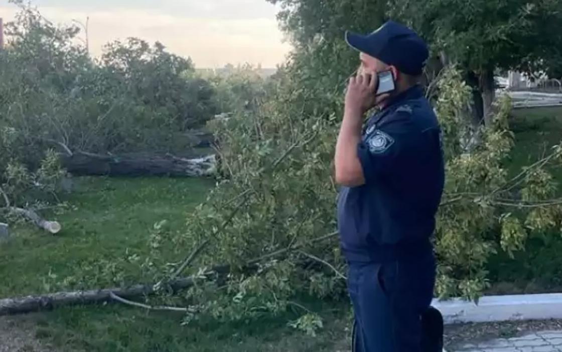 Полицейский говорит по телефону на фоне срубленных деревьев