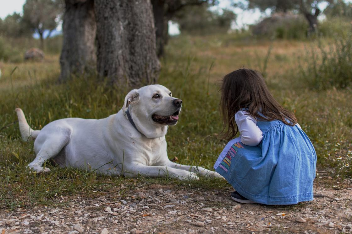 Девочка сидит на корточках перед белой большой собакой