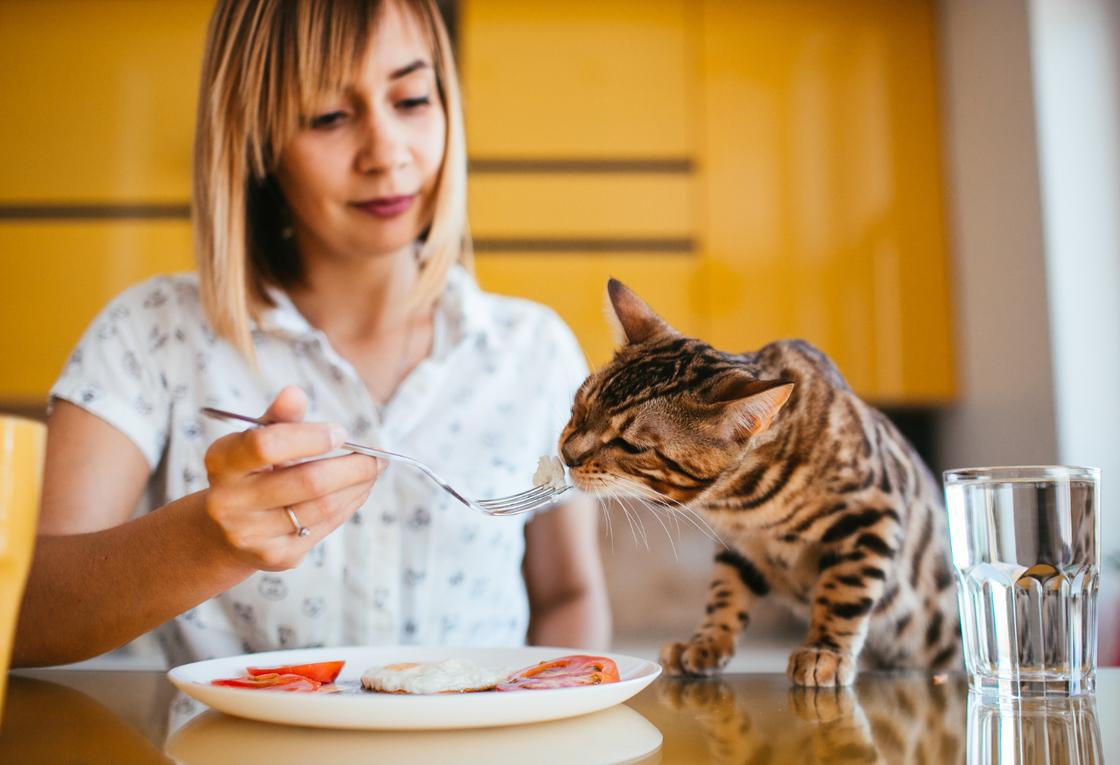 Бенгальский кот принюхивается к еде на вилке хозяйки