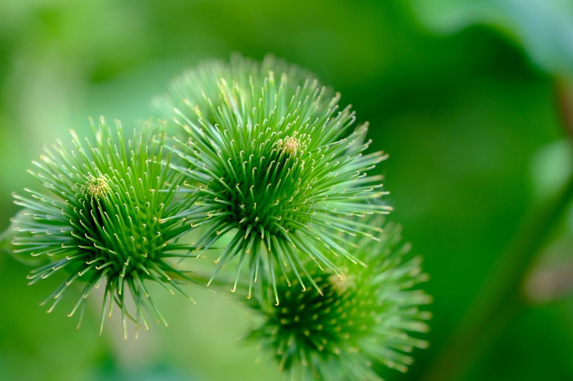 Корень лопуха: польза, применение в лечебных целях Корень лопуха: польза, применение в лечебных целях