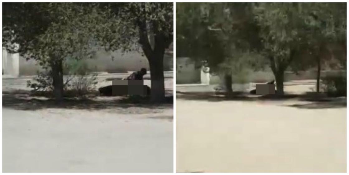 Занимающуюся сексом под деревом пару сняли на видео очевидцы в Актау