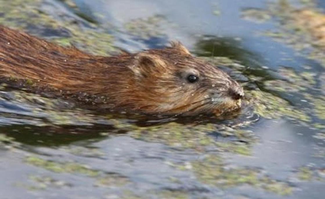 Массовое купание крыс в реке напугало жителей Шымкента (видео)