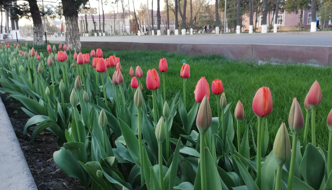 Тюльпаны расцвели в Шымкенте