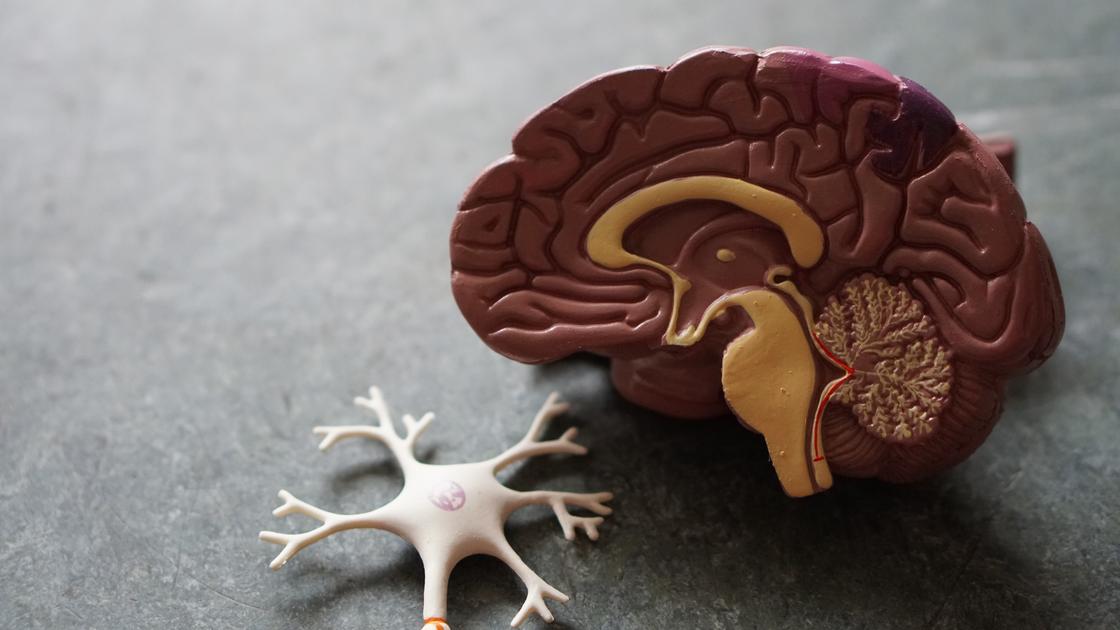 Мозг человека в разрезе
