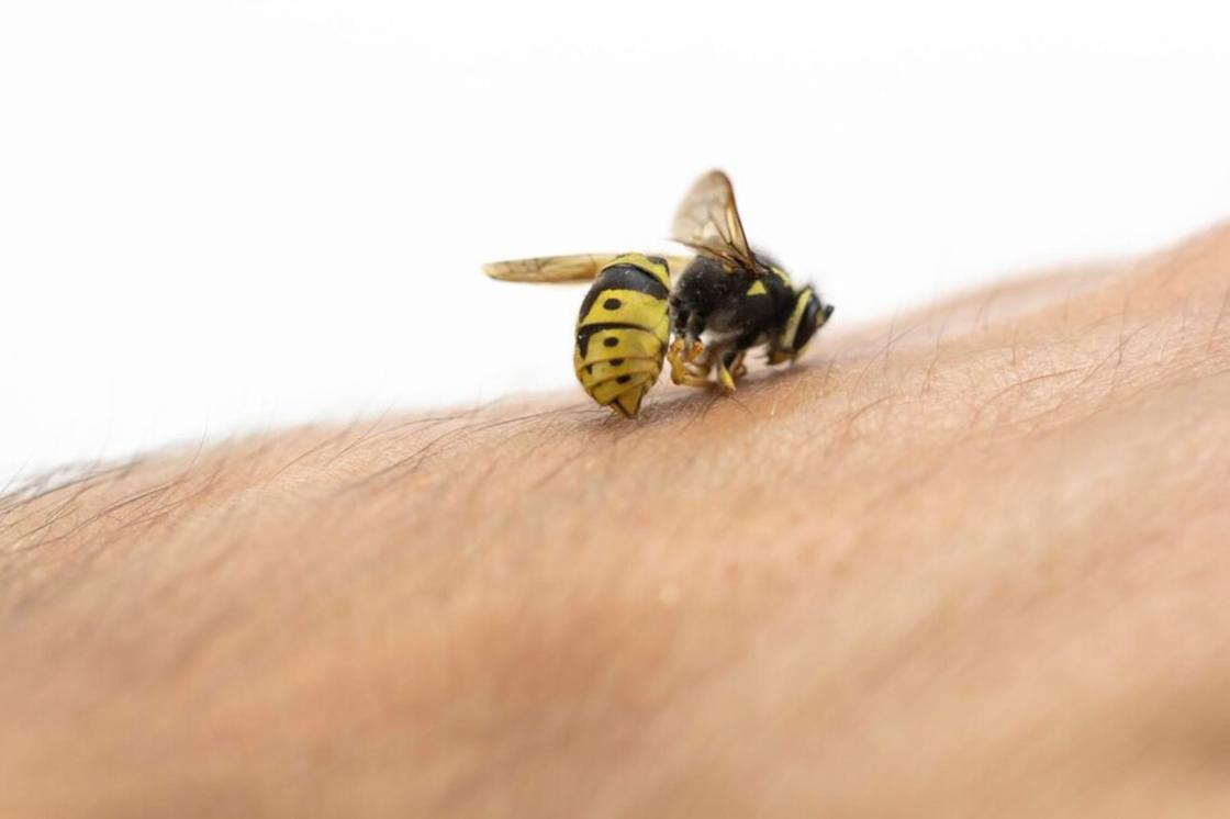 Пчела села на руку человека