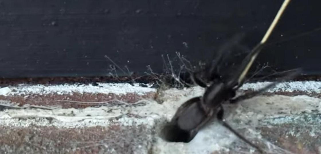 Мужчина испугался огромного паука с зелеными челюстями (видео)