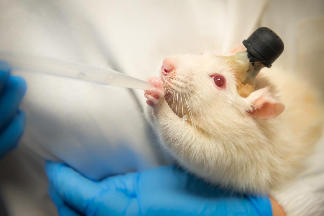 Ученые проводят опыты на крысе