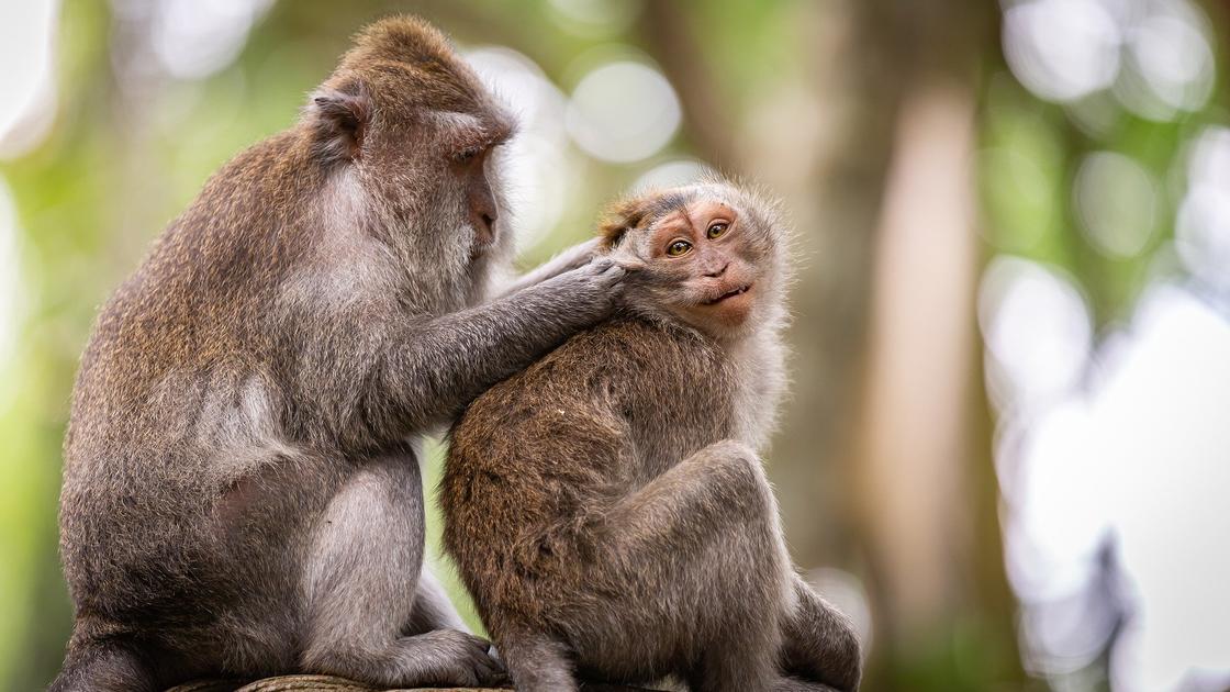 Коронавирус: ветеринары тревожатся за человекообразных обезьян и закрывают их в карантин