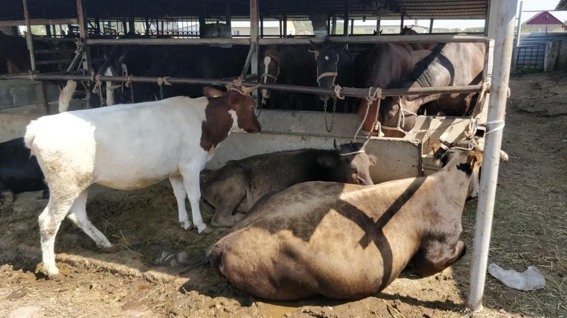 "Много трудностей": продавцы скота рассказали о затратах на содержание коровы