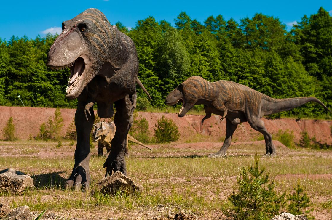 Динозавры Виды Фото
