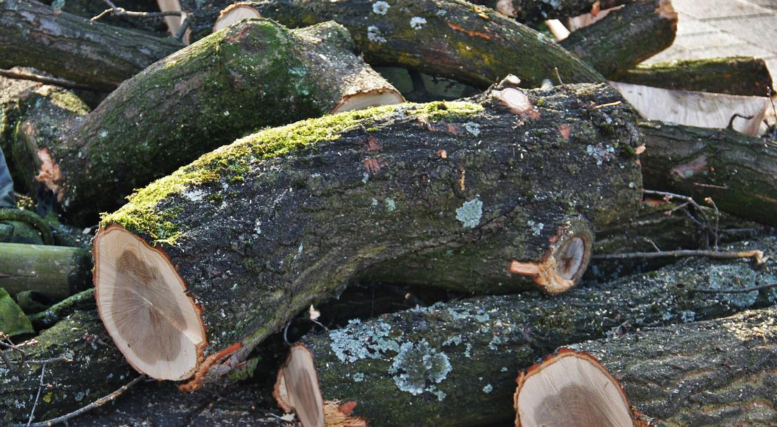 Два уголовных дела открыты из-за вырубки деревьев на Кульджинке в Алматы