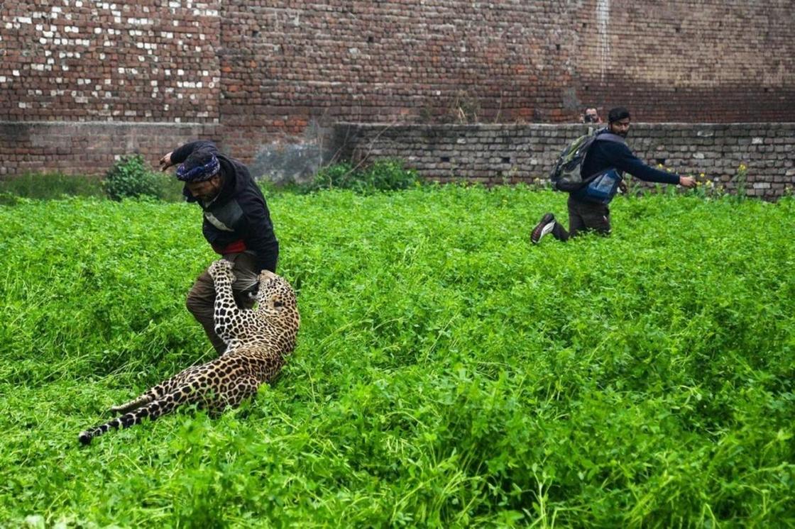 Дикий леопард вызывал панику в индийском городе