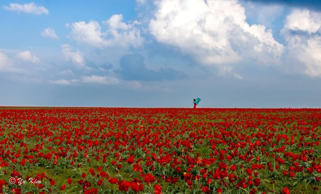 Поле тюльпанов