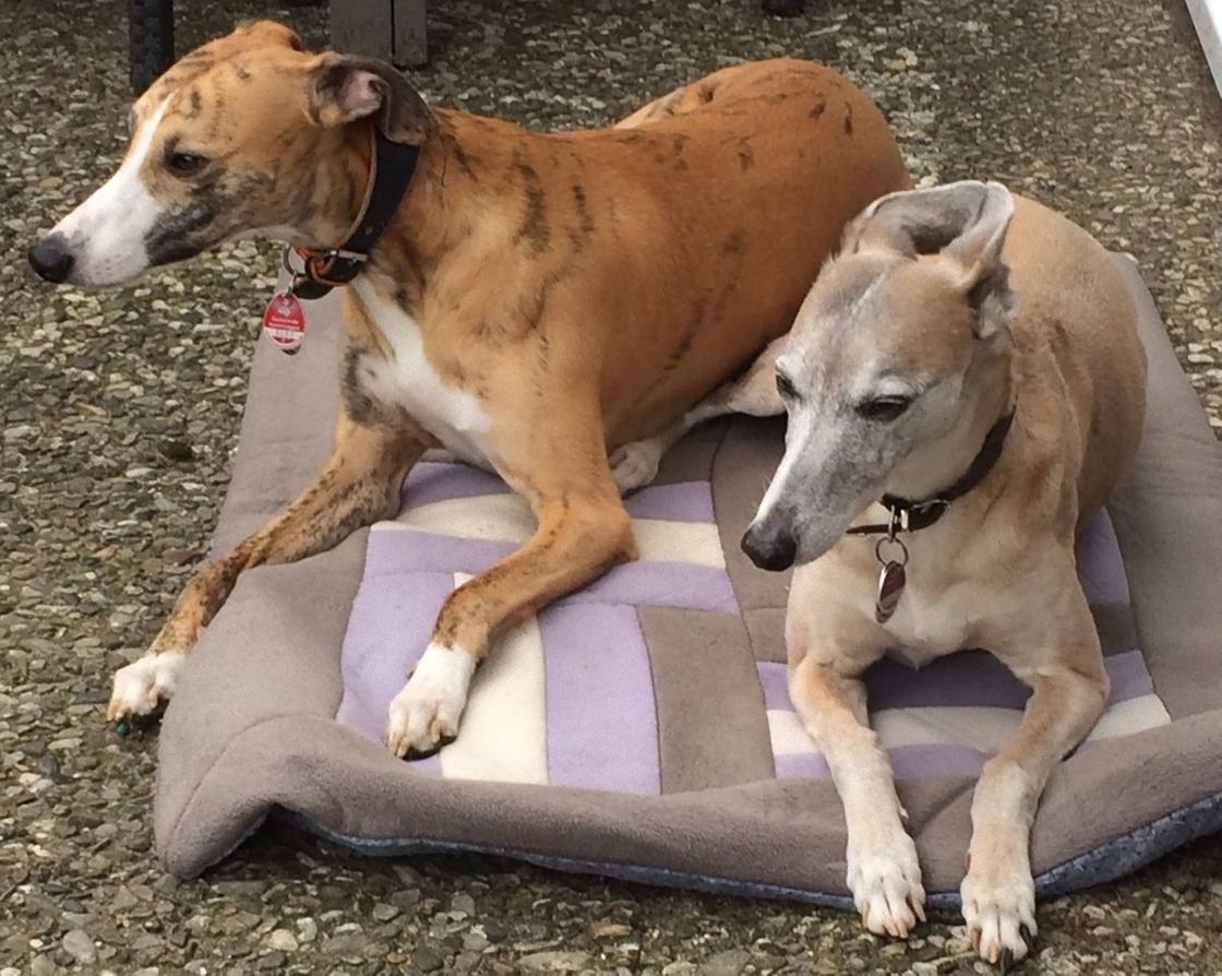 На лежаке сидят две большие собаки в ошейниках. Собаки галдкшерстные с длинными мордами и полустоячими ушами