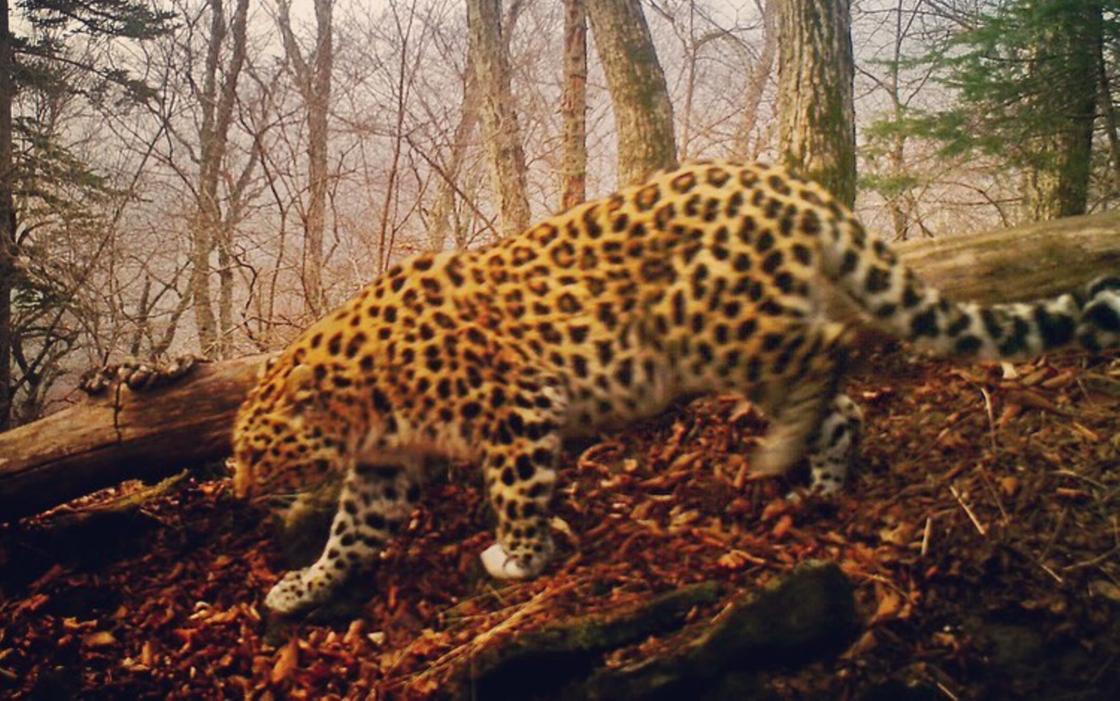 Леопард-загадка попался на камеру