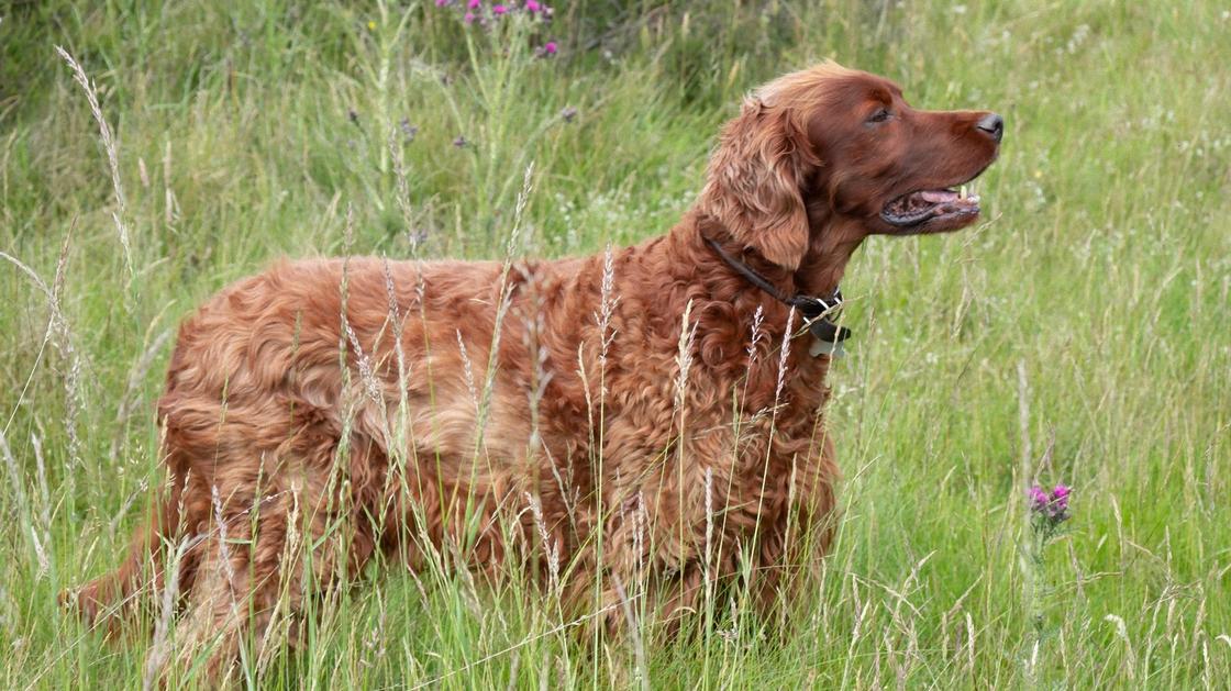Красно-рыжая собака с волнистой длинной шерстью и висячими ушами стоит в траве