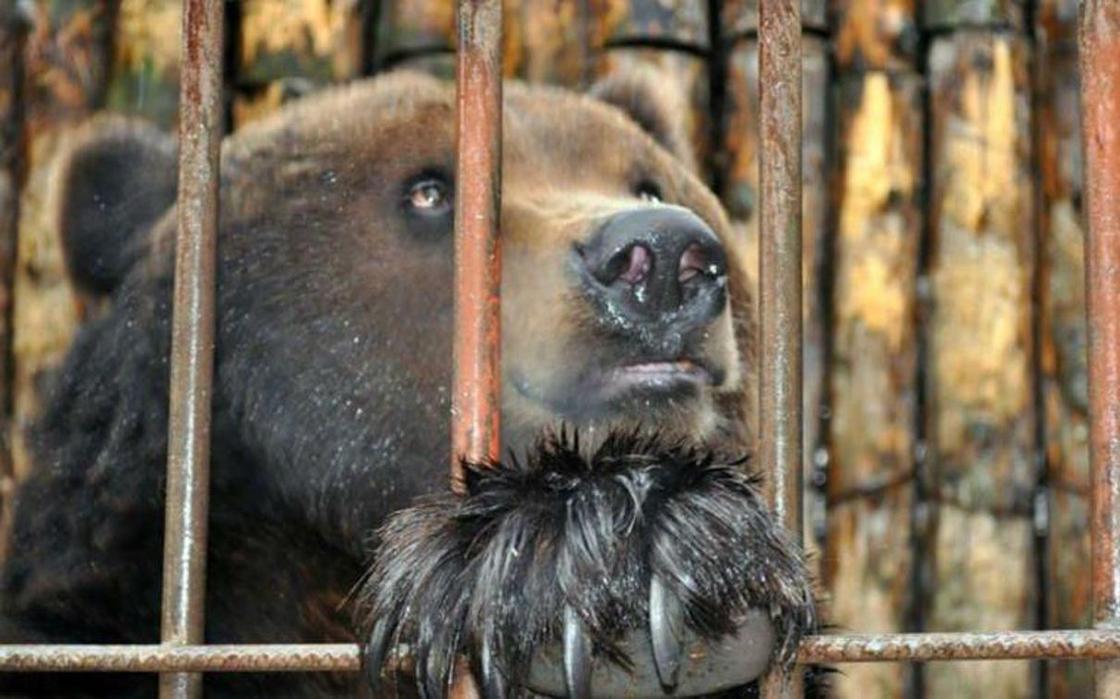 Медведя держали в клетке на рынке в Туркестанской области