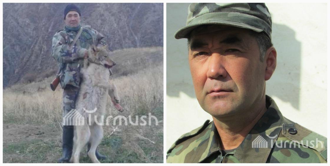 Необычного волка застрелили в Кыргызстане (фото)