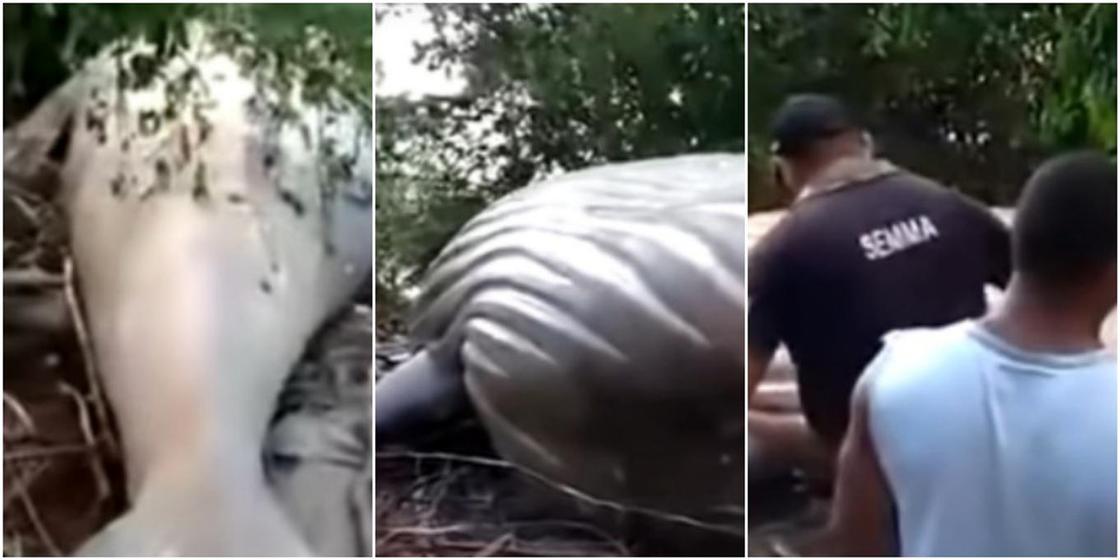 Невероятная находка: огромного кита обнаружили в джунглях (видео)