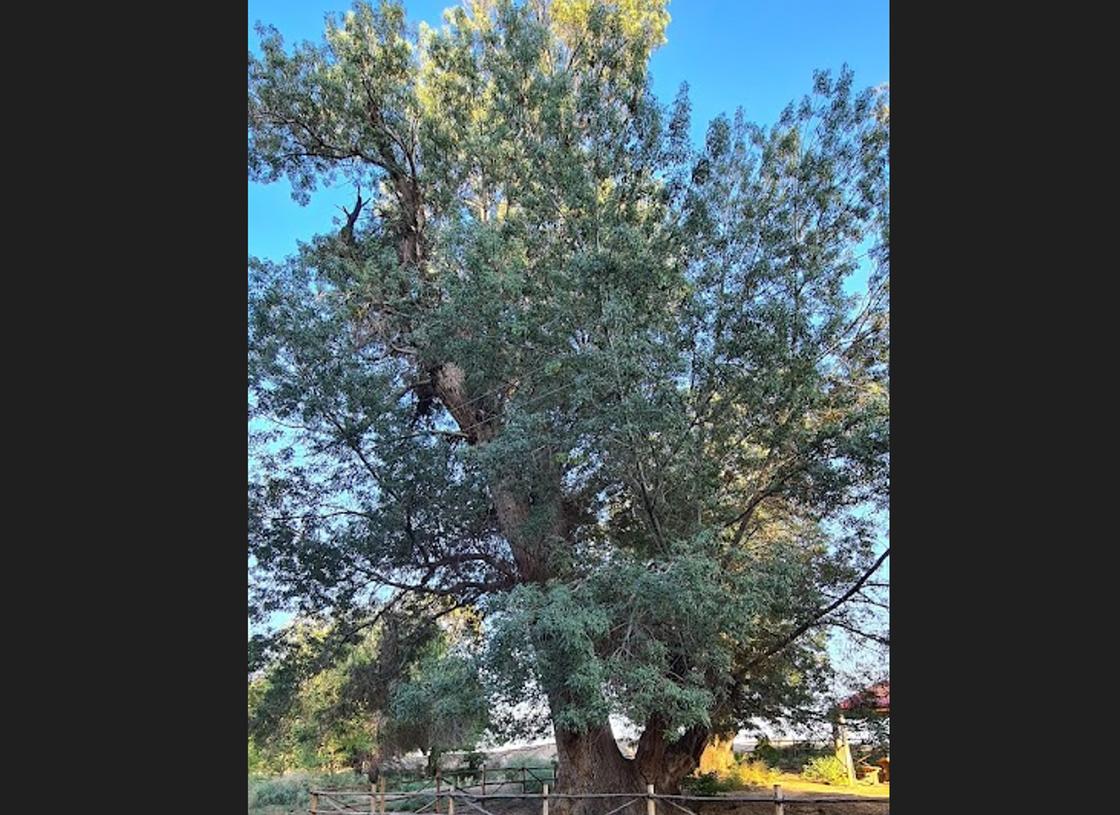 Старое дерево ограждено перилами
