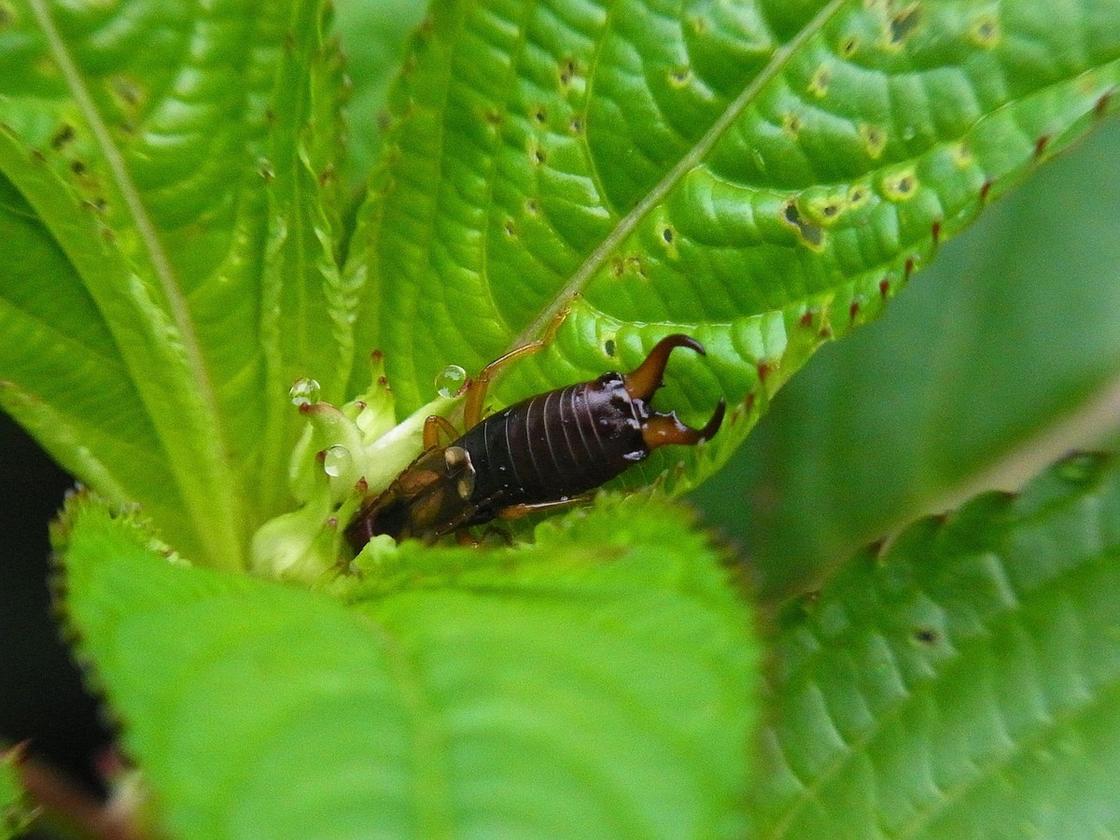 Внутри листика торчит коричневое туловище жука с церками