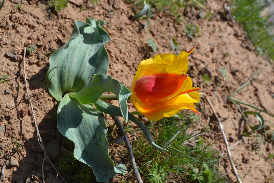 Тюльпановый рай: Туркестанская область