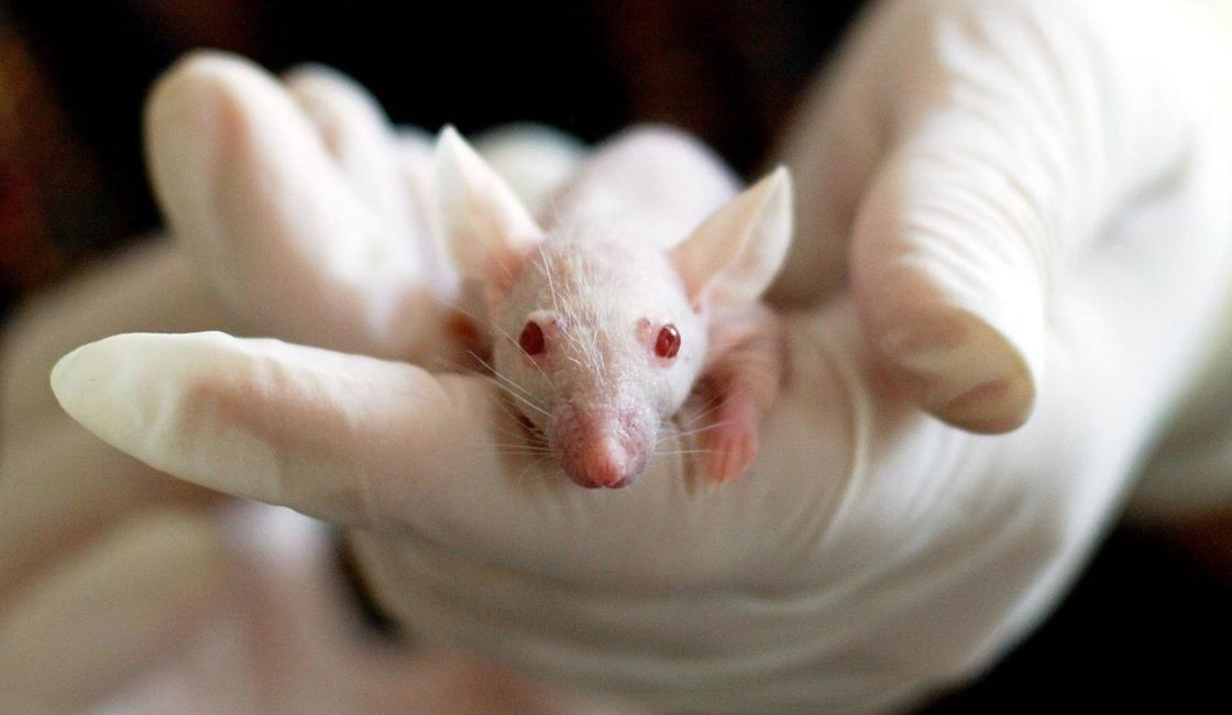 Трансгенных мышей для испытания вакцин от COVID-19 создали ученые