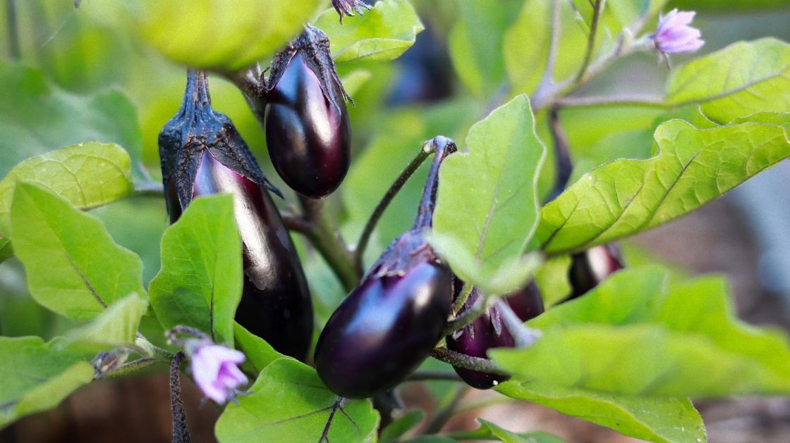 Баклажаны на кусте Баклажаны на кусте