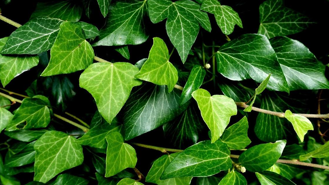 Побеги плюща с темно-зелеными и зелеными листьями на коричневых побегах