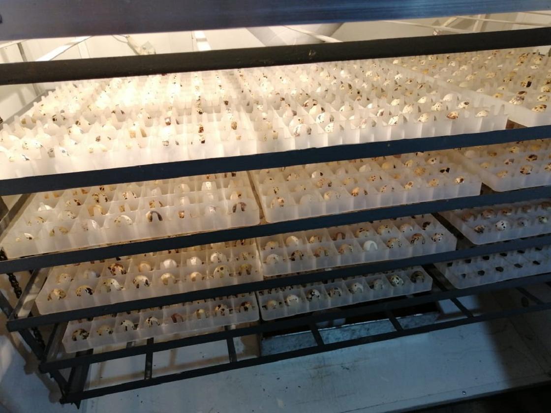 Перепелиные яйца лежат в инкубаторе