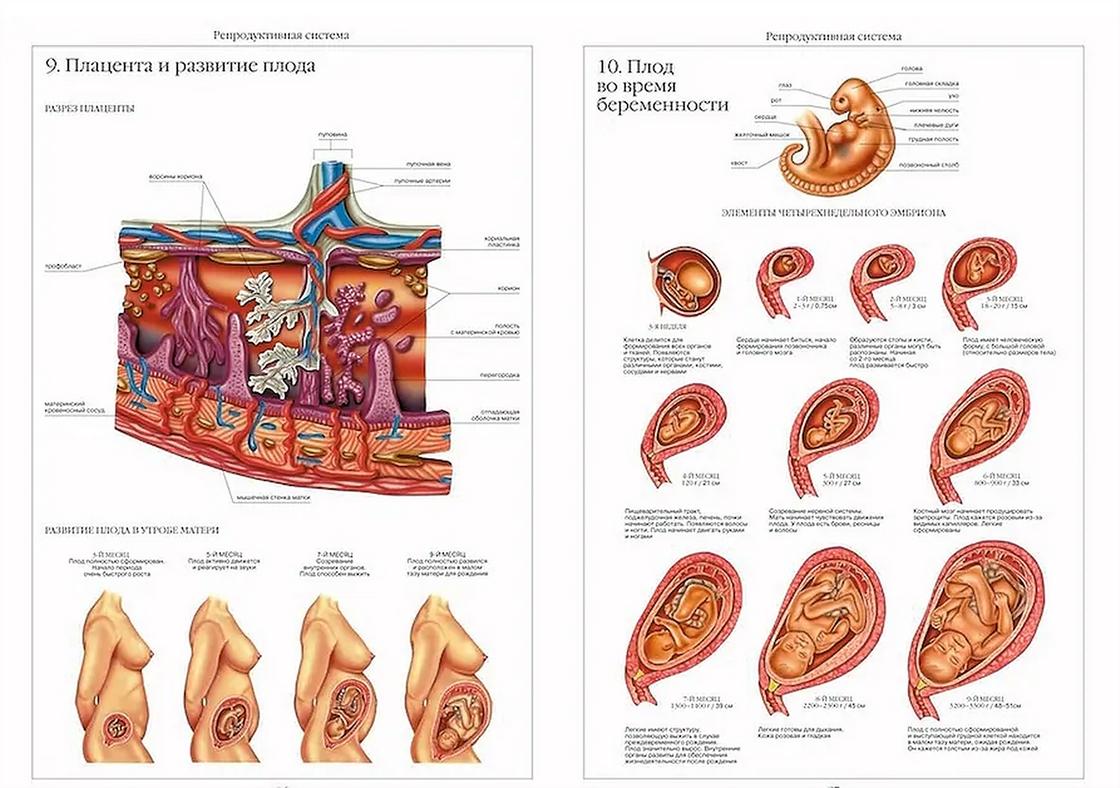 Анатомический атлас органы