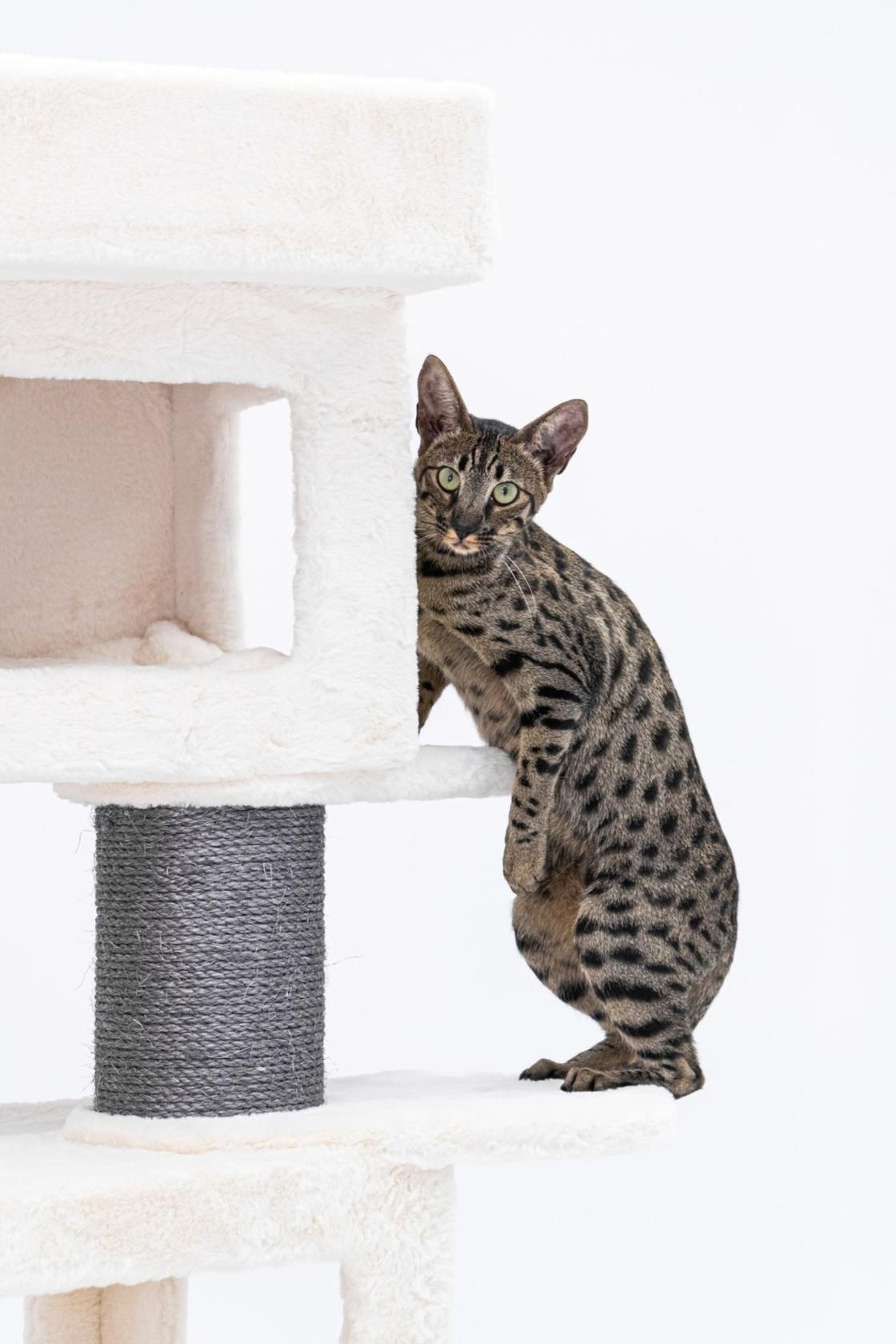 Пятнистая серая кошка стоит на задних лапах и опирсется на домик с когтеточкой