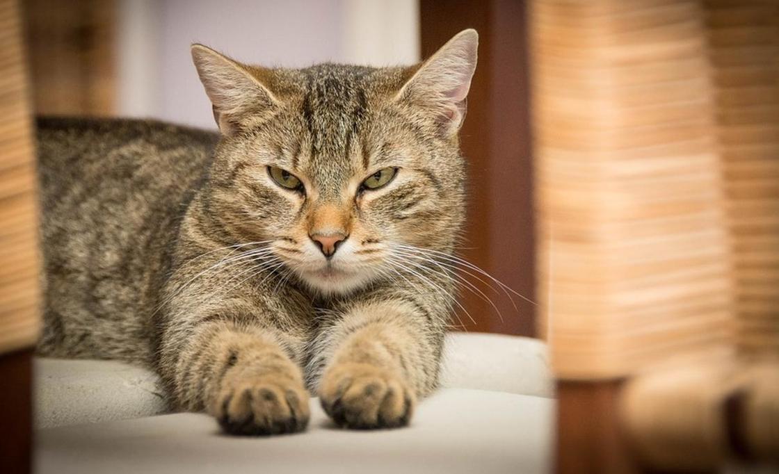Почему нам кажется, что кошки недружелюбны и высокомерны