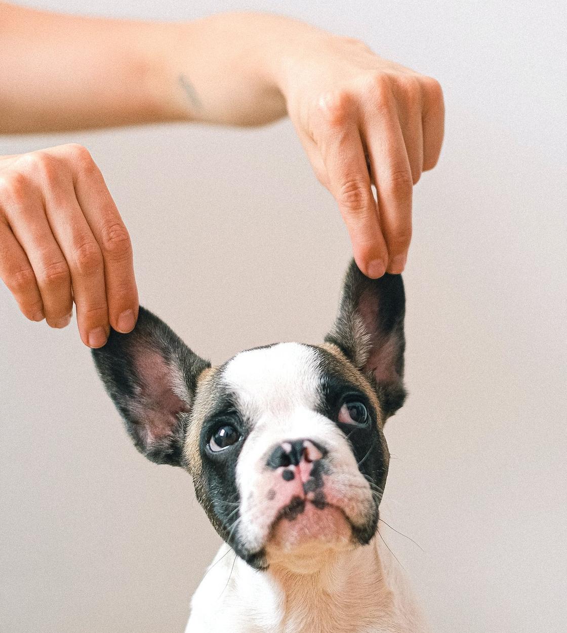 Руки человека держат уши собаки