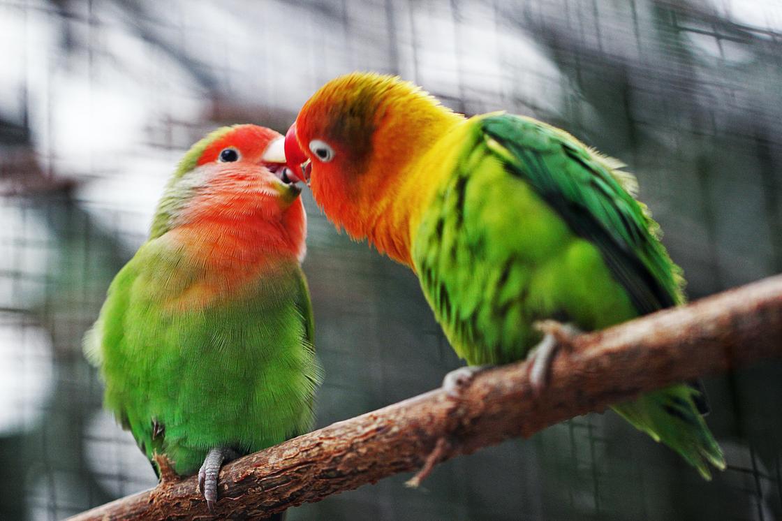 Попугаи неразлучники целуются