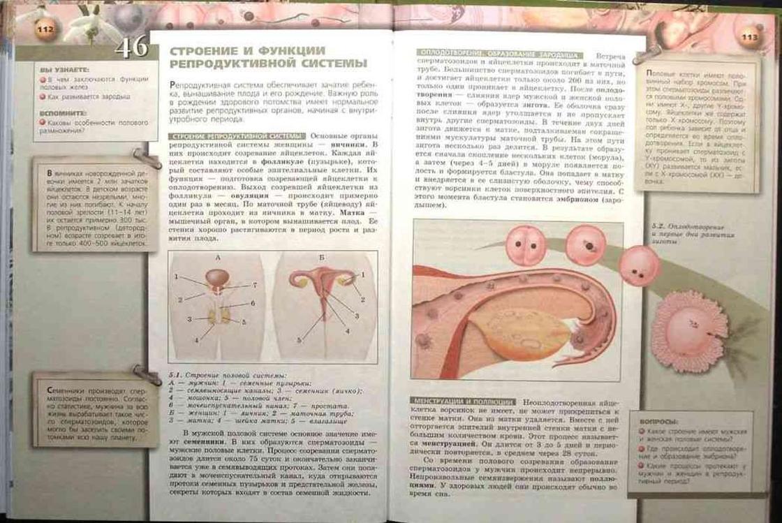 Строение половых губ фото