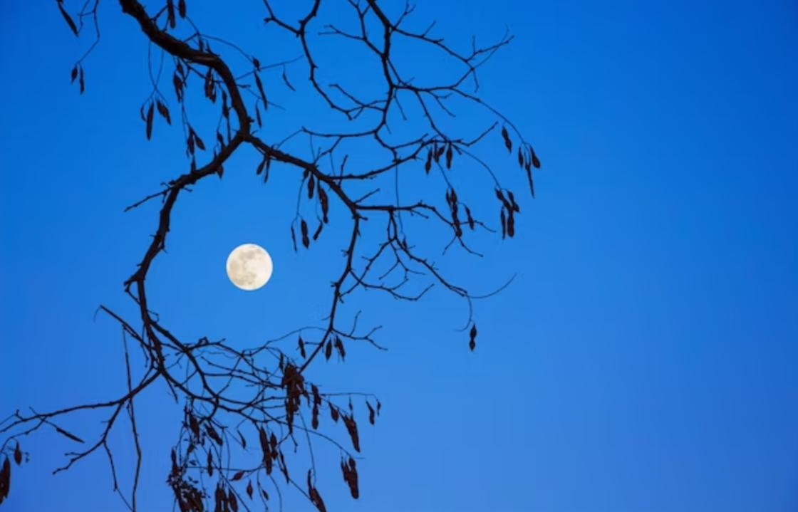 Полная Луна между голых ветвей
