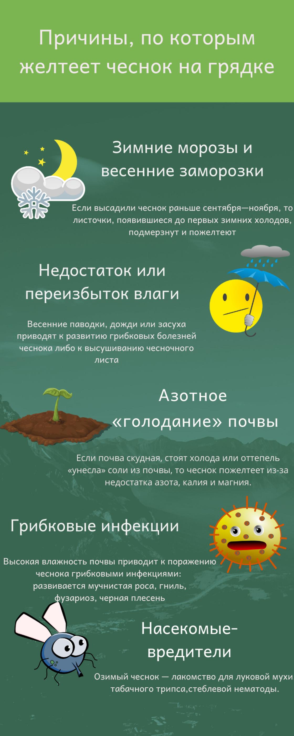 Почему желтеет чеснок и что с этим делать дачникам