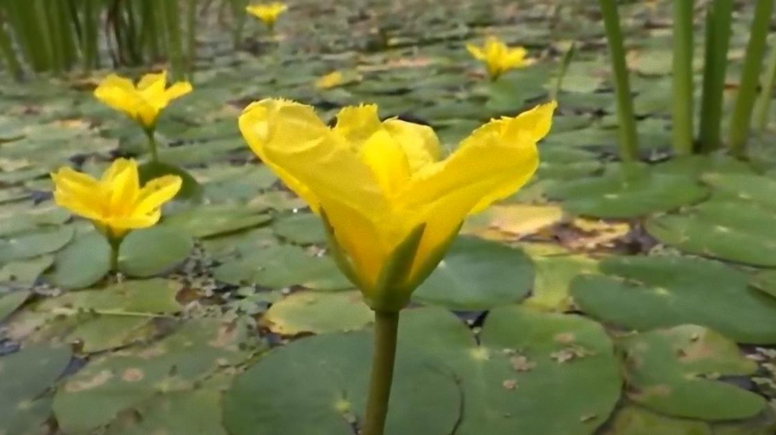 Большие желтые цветы на воде, покрытой круглыми листьями