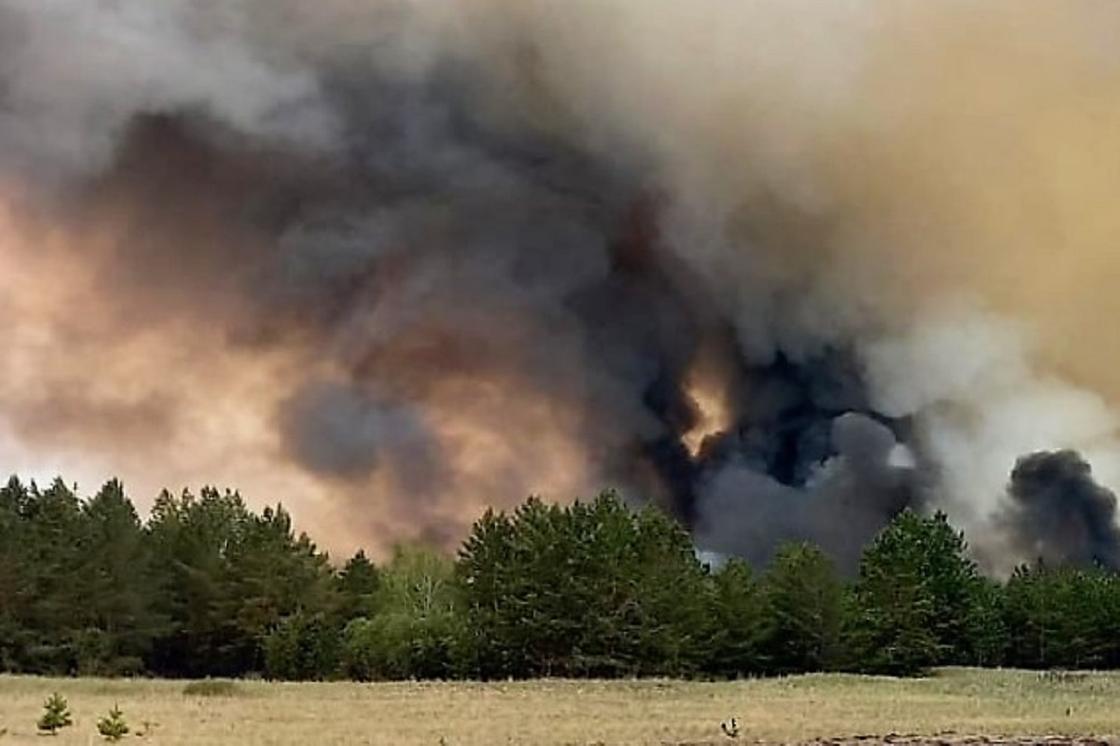 Дым над деревьями в Абайской области