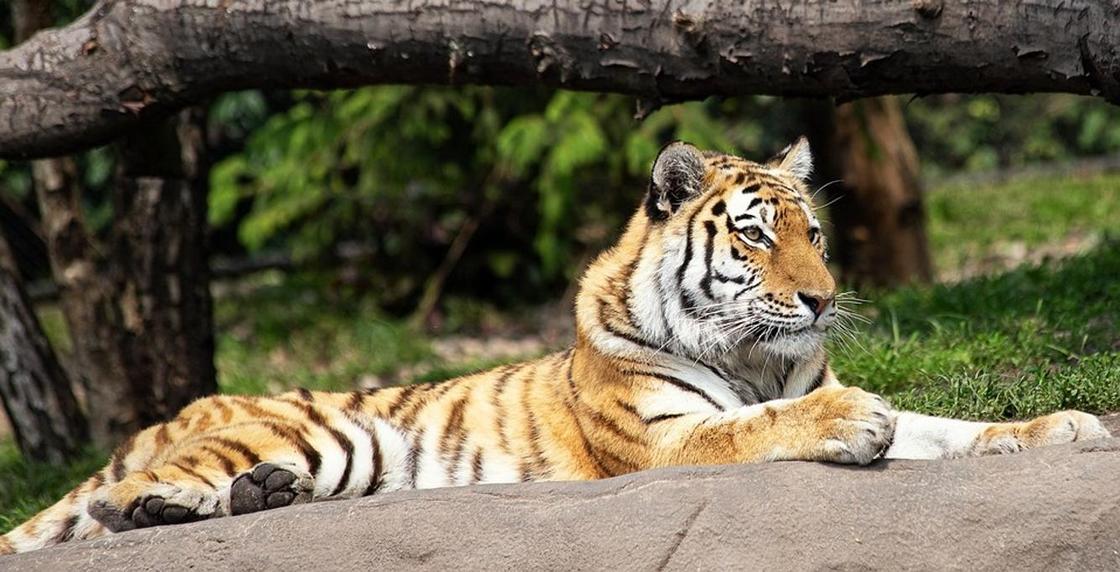 Двух тигров из алматинского зоопарка продали в Китай